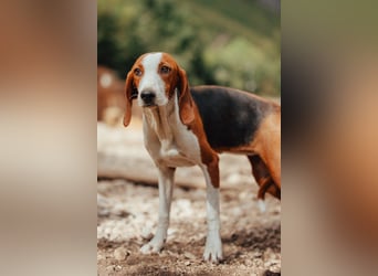 ♥Mira♥ sanfte zauberhafte Bracken-Mix-Fell-Seele