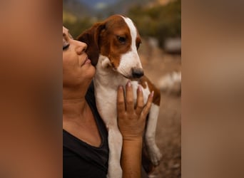 Süße ♥ Skcolina ♥ verspieltes junges Bracken-Mix-Fellmädchen