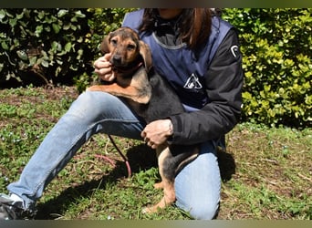 Ugoletto - NOTFALL - (Dringend Pflegestelle oder Zuhause gesucht) Ein Plan muss her!