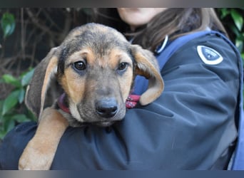 Ugoletto - NOTFALL - (Dringend Pflegestelle oder Zuhause gesucht) Ein Plan muss her!