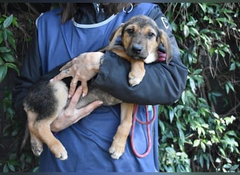 Ugoletto - NOTFALL - (Dringend Pflegestelle oder Zuhause gesucht) Ein Plan muss her!