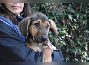 Ugoletto - NOTFALL - (Dringend Pflegestelle oder Zuhause gesucht) Ein Plan muss her!