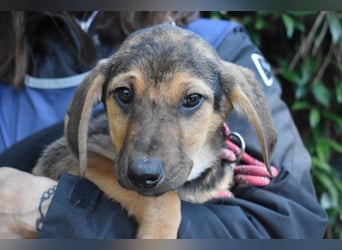 Ugoletto - NOTFALL - (Dringend Pflegestelle oder Zuhause gesucht) Ein Plan muss her!