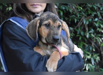 Ugoletto - NOTFALL - (Dringend Pflegestelle oder Zuhause gesucht) Ein Plan muss her!