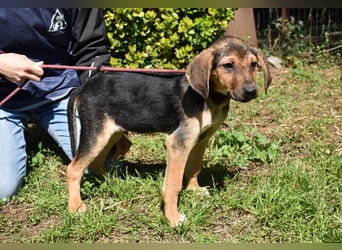 Ugoletto - NOTFALL - (Dringend Pflegestelle oder Zuhause gesucht) Ein Plan muss her!