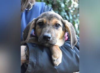 Ugoletto - NOTFALL - (Dringend Pflegestelle oder Zuhause gesucht) Ein Plan muss her!