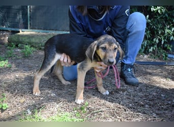 Ugoletto - NOTFALL - (Dringend Pflegestelle oder Zuhause gesucht) Ein Plan muss her!