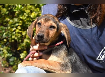 Ugoletto - NOTFALL - (Dringend Pflegestelle oder Zuhause gesucht) Ein Plan muss her!