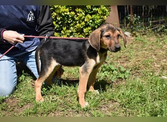 Ugoletto - NOTFALL - (Dringend Pflegestelle oder Zuhause gesucht) Ein Plan muss her!