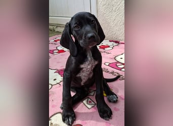 Aris, ein kleiner Hundebub mit großem Namen