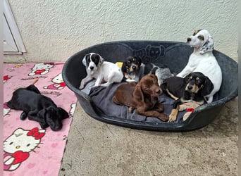 Aris, ein kleiner Hundebub mit großem Namen