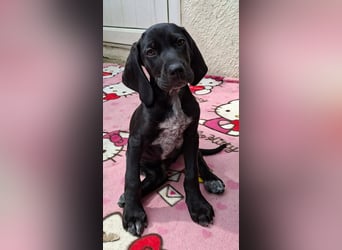 Aris, ein kleiner Hundebub mit großem Namen