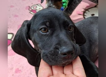 Aris, ein kleiner Hundebub mit großem Namen