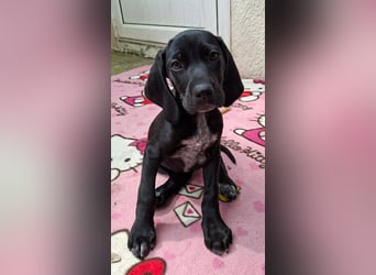 Aris, ein kleiner Hundebub mit großem Namen