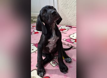 Aris, ein kleiner Hundebub mit großem Namen