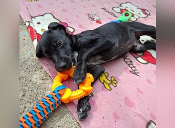 Aris, ein kleiner Hundebub mit großem Namen