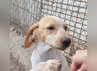 PLOMO - Kuscheln unbedingt erwünscht-lieber Bub sucht liebevolle "Für-immer-Familie"