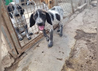 PLUMA-Kuscheln unbedingt erwünscht- Süsses Mädchen sucht liebevolle "Für-immer-Familie"