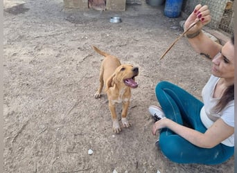 DARDO-neugierig bewegungsfreudig möchte nicht nur kuscheln sondern seine liebevolle Für-immer-Fam."