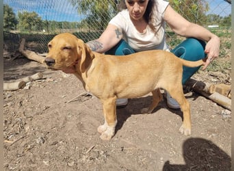 DARDO-neugierig bewegungsfreudig möchte nicht nur kuscheln sondern seine liebevolle Für-immer-Fam."