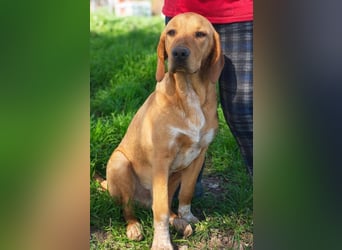 DARDO-neugierig bewegungsfreudig möchte nicht nur kuscheln sondern seine liebevolle Für-immer-Fam."