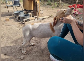 PLOMO - Kuscheln unbedingt erwünscht-lieber Bub sucht liebevolle "Für-immer-Familie"