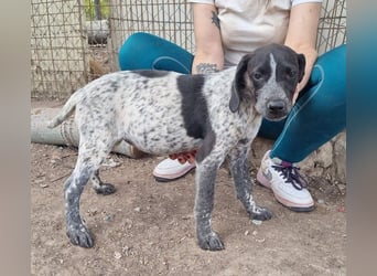 PLUMA-Kuscheln unbedingt erwünscht- Süsses Mädchen sucht liebevolle "Für-immer-Familie"