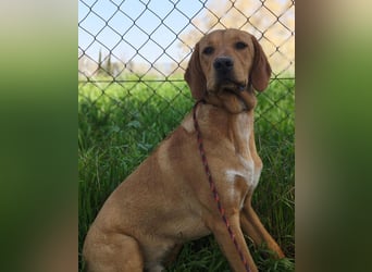 DARDO-neugierig bewegungsfreudig möchte nicht nur kuscheln sondern seine liebevolle Für-immer-Fam."