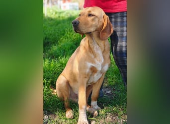 DARDO-neugierig bewegungsfreudig möchte nicht nur kuscheln sondern seine liebevolle Für-immer-Fam."