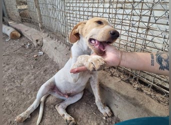PLOMO - Kuscheln unbedingt erwünscht-lieber Bub sucht liebevolle "Für-immer-Familie"