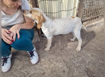 PLOMO - Kuscheln unbedingt erwünscht-lieber Bub sucht liebevolle "Für-immer-Familie"