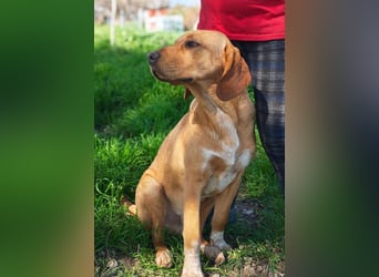 DARDO-neugierig bewegungsfreudig möchte nicht nur kuscheln sondern seine liebevolle Für-immer-Fam."