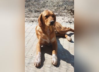 DARDO-neugierig bewegungsfreudig möchte nicht nur kuscheln sondern seine liebevolle Für-immer-Fam."