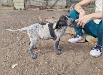 PLUMA-Kuscheln unbedingt erwünscht- Süsses Mädchen sucht liebevolle "Für-immer-Familie"