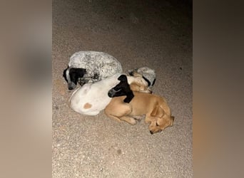 DARDO-neugierig bewegungsfreudig möchte nicht nur kuscheln sondern seine liebevolle Für-immer-Fam."