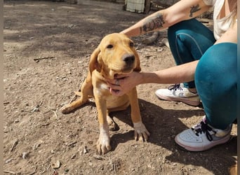 DARDO-neugierig bewegungsfreudig möchte nicht nur kuscheln sondern seine liebevolle Für-immer-Fam."