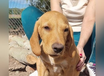 DARDO-neugierig bewegungsfreudig möchte nicht nur kuscheln sondern seine liebevolle Für-immer-Fam."