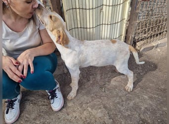 PLOMO - Kuscheln unbedingt erwünscht-lieber Bub sucht liebevolle "Für-immer-Familie"