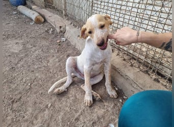 PLOMO - Kuscheln unbedingt erwünscht-lieber Bub sucht liebevolle "Für-immer-Familie"