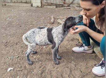 PLUMA-Kuscheln unbedingt erwünscht- Süsses Mädchen sucht liebevolle "Für-immer-Familie"