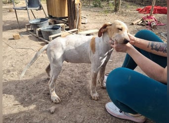 PLOMO - Kuscheln unbedingt erwünscht-lieber Bub sucht liebevolle "Für-immer-Familie"