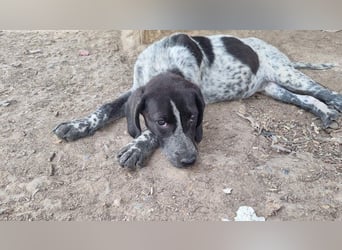 PLUMA-Kuscheln unbedingt erwünscht- Süsses Mädchen sucht liebevolle "Für-immer-Familie"