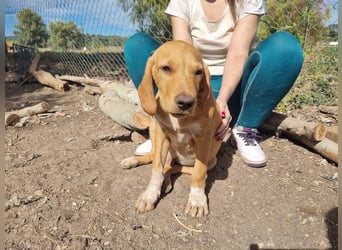 DARDO-neugierig bewegungsfreudig möchte nicht nur kuscheln sondern seine liebevolle Für-immer-Fam."