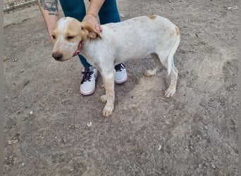 PLOMO - Kuscheln unbedingt erwünscht-lieber Bub sucht liebevolle "Für-immer-Familie"