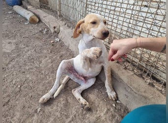 PLOMO - Kuscheln unbedingt erwünscht-lieber Bub sucht liebevolle "Für-immer-Familie"