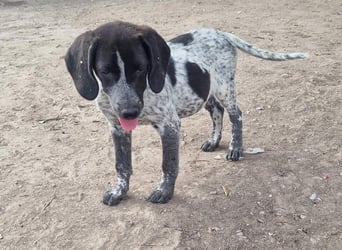 PLUMA-Kuscheln unbedingt erwünscht- Süsses Mädchen sucht liebevolle "Für-immer-Familie"