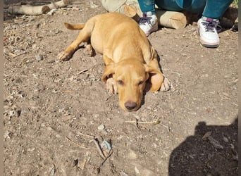 DARDO-neugierig bewegungsfreudig möchte nicht nur kuscheln sondern seine liebevolle Für-immer-Fam."