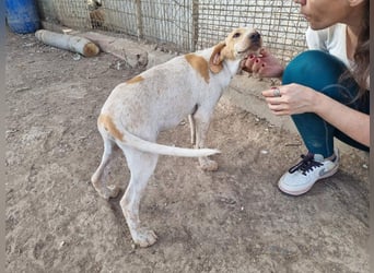 PLOMO - Kuscheln unbedingt erwünscht-lieber Bub sucht liebevolle "Für-immer-Familie"