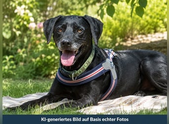 Amadeo - guter Kerl mit großem Herzen