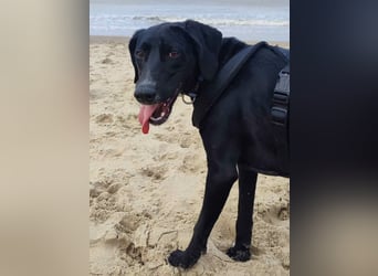 LISBETH, verliert ihr Zuhause, Deutsche Bracke-Mix, 3 Jahre, 57 cm, Tierschutz, aktuell in Köln